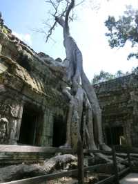 【カンボジア🇰🇭】木の根に包まれたタ・プローム遺跡