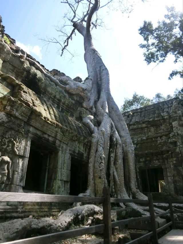 【カンボジア🇰🇭】木の根に包まれたタ・プローム遺跡
