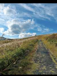 🌿秋吉台｜日本最大級のカルスト台地で大自然を感じる絶景ハイキング