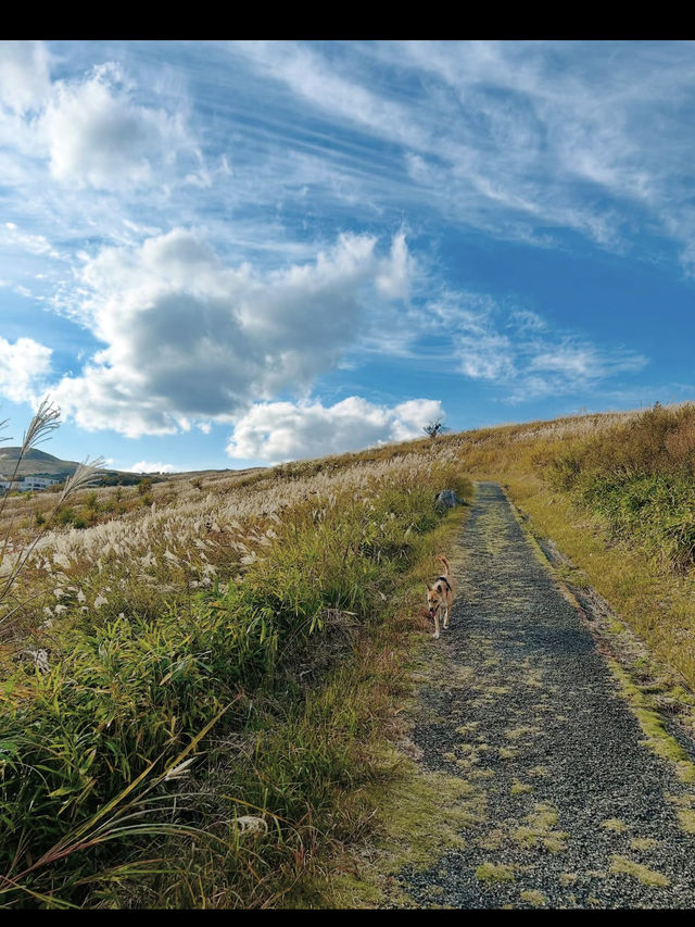 🌿秋吉台｜日本最大級のカルスト台地で大自然を感じる絶景ハイキング