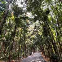 🌿 Escape into Nature at Qingxiu Mountain, Nanning (南宁青秀山)
