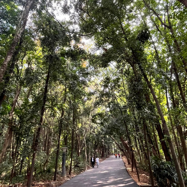 🌿 Escape into Nature at Qingxiu Mountain, Nanning (南宁青秀山)