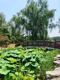 Yuanmingyuan: Beijing’s Lotus Wonderland