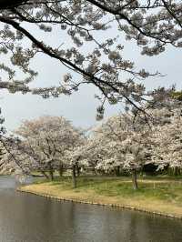 🌸 春日古園・櫻花漫步|三溪園 Sankeien