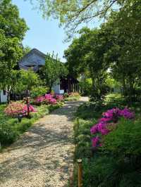Blooming Roses at Keyuan Garden — Suzhou’s Springtime Star