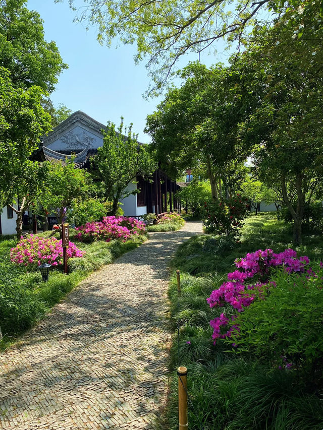 Blooming Roses at Keyuan Garden — Suzhou’s Springtime Star