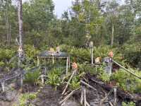 Labuk Bay Proboscis Sanctuary