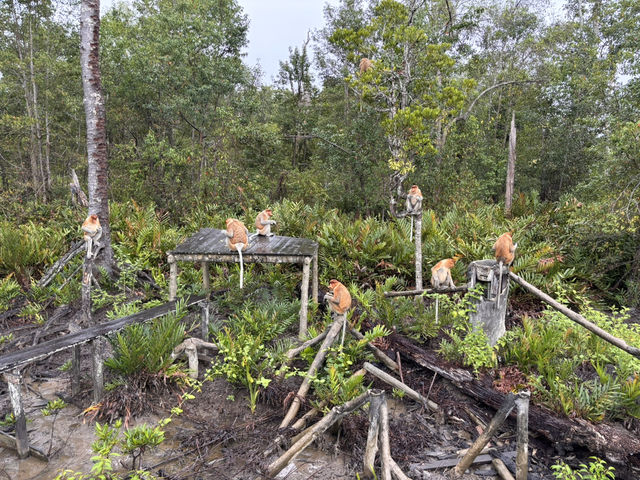 Labuk Bay Proboscis Sanctuary
