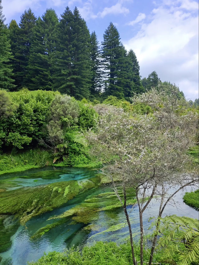 【藍泉｜紐西蘭隱世湧泉的純淨藍】