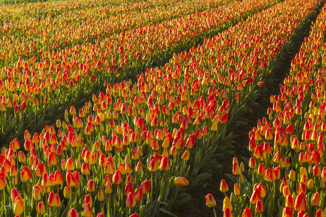 Lisse (Tulip Fields) Lisse (Tulip Fields)