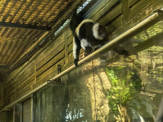 台北親子游必看動物園攻略✨台中市動物園