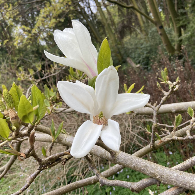 Dreamy Nature in Royal Botanic Gardens (Edinburgh)