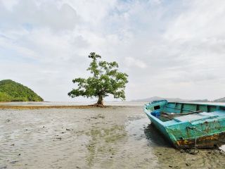 Pulau Mawar: Water Trees – A Green Wonder in the Ocean