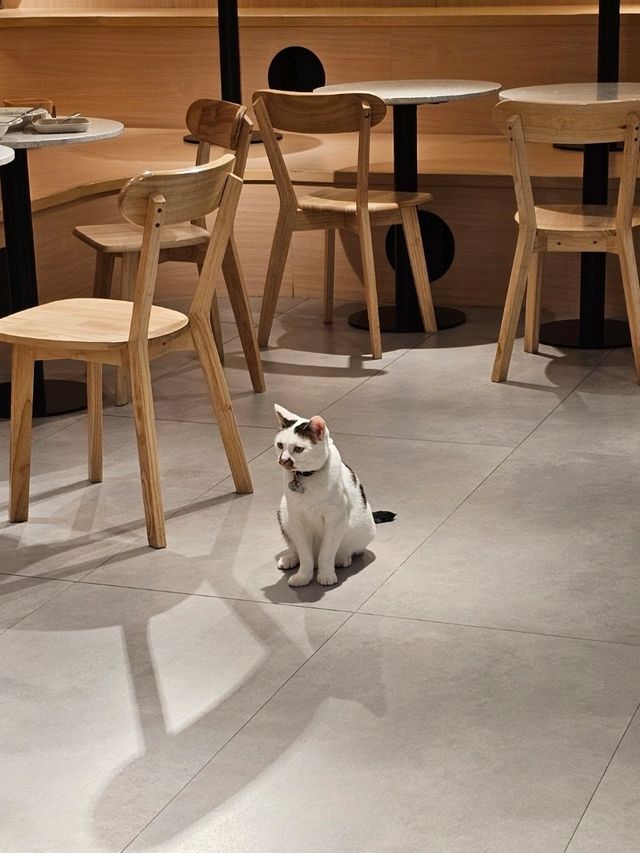 貓奴最愛打卡位推介😻