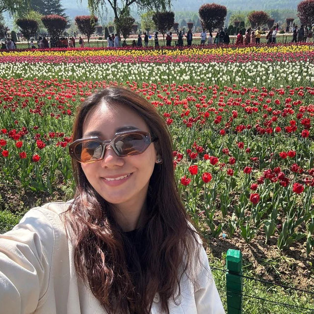 Tulip Garden - Kashmir 🇮🇳