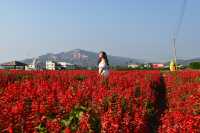 Zhongshe Flower Market in Taichung, Taiwan