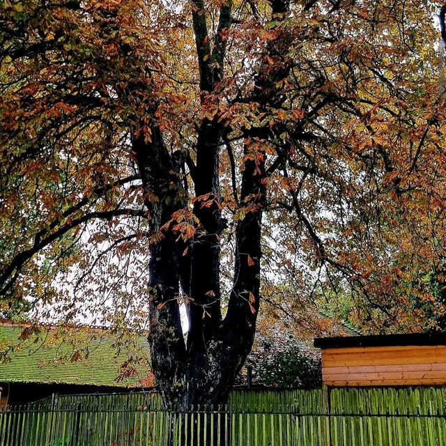 Poole Park