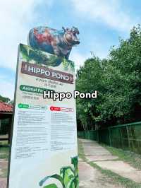 Unwind in Nature at Paya Indah Wetlands: Where Hippos Meet Serenity