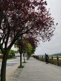 Dujiangyan: A Verdant Masterpiece