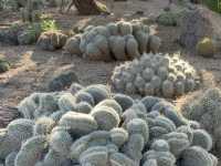 Desert Botanical Garden