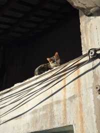 เดินตลาด Huaqing Agricultural Products Market