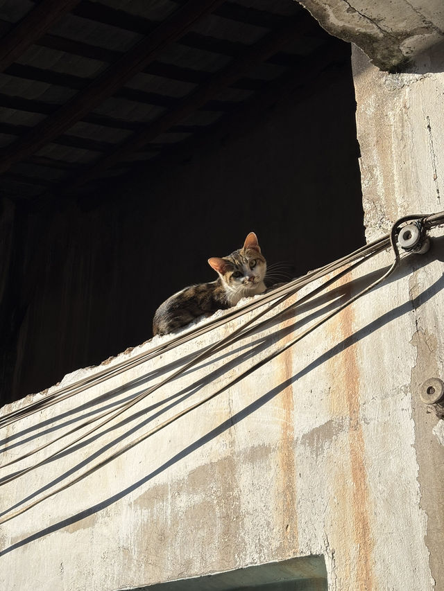 เดินตลาด Huaqing Agricultural Products Market