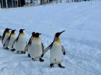 Asahiyama Zooแพนกวินเดินพาเหรดบนรันเวย์หิมะ!