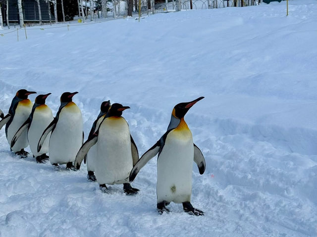 Asahiyama Zooแพนกวินเดินพาเหรดบนรันเวย์หิมะ!  Asahiyama Zooแพนกวินเดินพาเหรดบนรันเวย์หิมะ!