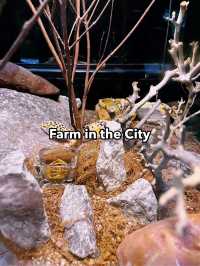 Farm in the City – A Must-Visit Interactive Urban Zoo Experience