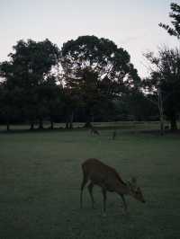 Fairytale Quebec🍁