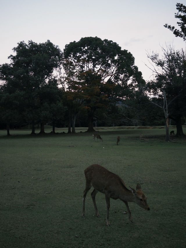 Fairytale Quebec🍁