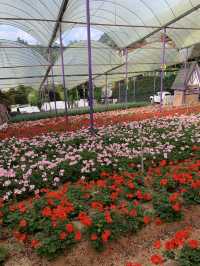 Cameron Highlands Short But Memorable Trip ✨