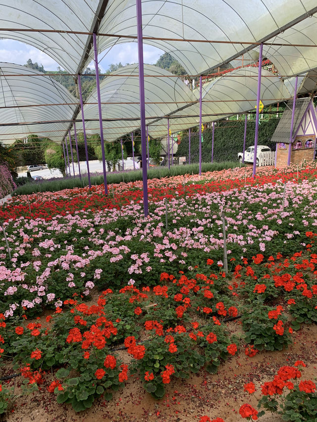 Cameron Highlands Short But Memorable Trip ✨