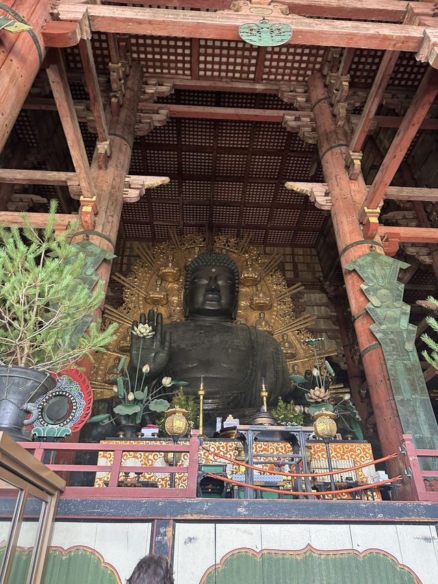 🇯🇵奈良一日遊|鹿群×古寺×人氣咖啡甜品巡禮✨ 🇯🇵奈良一日遊|鹿群×古寺×人氣咖啡甜品巡禮✨