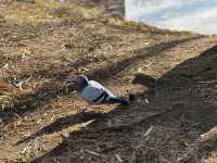 有許多重要文化遺產的公園，捷運站出站即達的美麗景點！