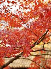 【拙政园】蘇州の秋を象徴するような🍁穏やかで美しい時間でした🍁
