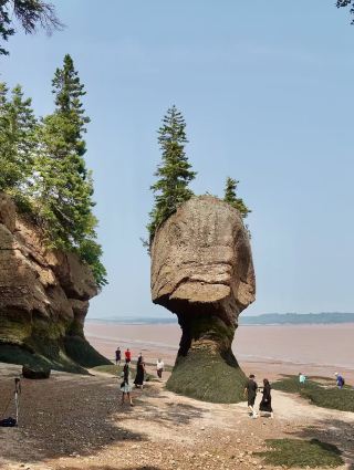 Walking on the Ocean Floor: My Day Among the Flowerpot Giants