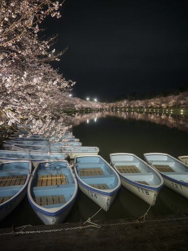 Heart-shaped Sakura at Hirosaki Park, Aomori Prefecture | Trip.com