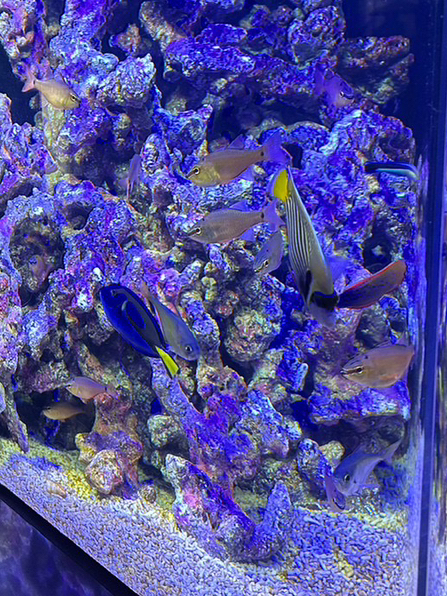 香川🇯🇵】幻想的な水槽がある水族館🐟 | Trip.com