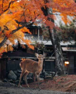 🍂🦌 Nara in Autumn — when the park turns into a golden fairytale