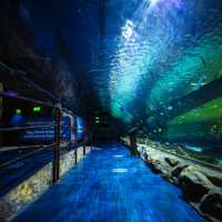 Dubai Aquarium: An Underwater Adventure