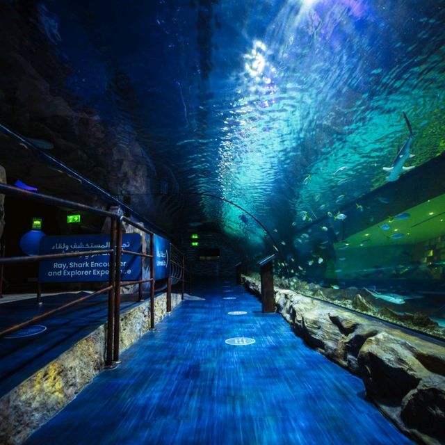Dubai Aquarium: An Underwater Adventure