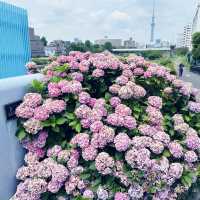 東京市內的繡球花觀賞好地方 |舊中川水邊公園