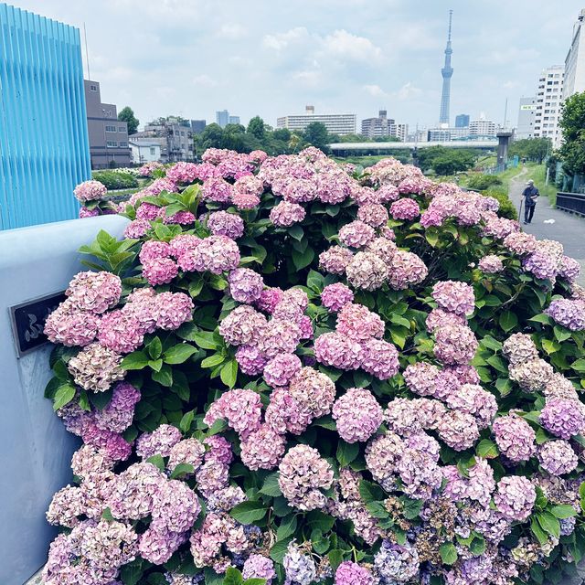 東京市內的繡球花觀賞好地方 |舊中川水邊公園