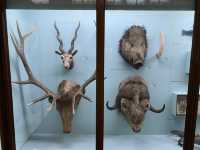 Cultural Oasis: Horniman Museum's Embrace 🏛️