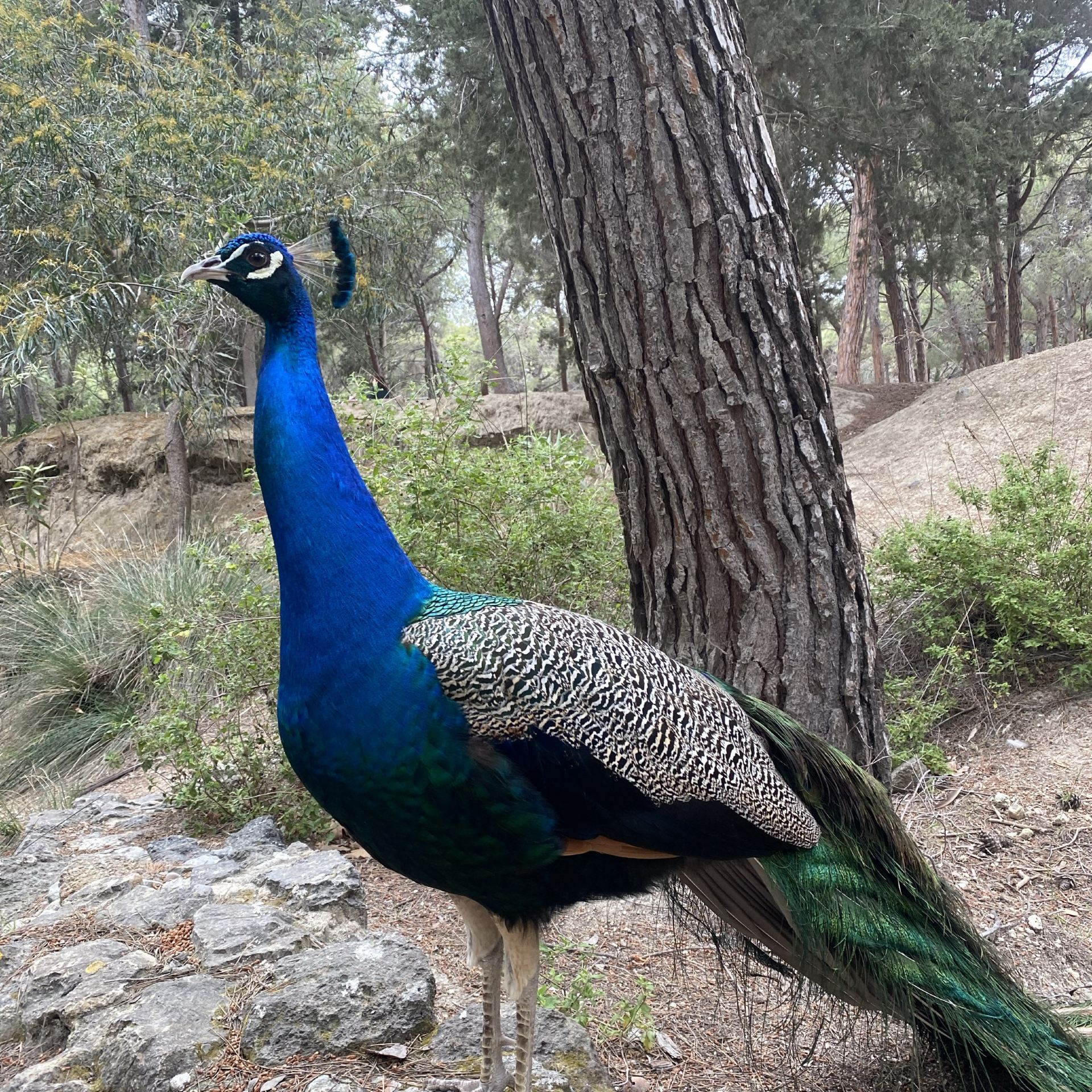 Plaka Forest is a natural wonderland 
