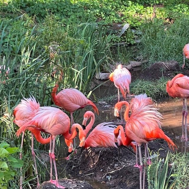 Philadelphia Zoo 🐪🇺🇸
