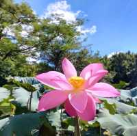 🪁華山1914文創園區🌺創意體現，生活美學的區域✨️