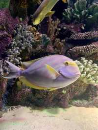 Dive into Antalya Aquarium, Türkiye 🐠