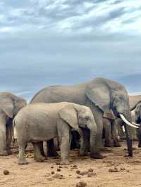 📍Addo Elephant Park, South Africa 🇿🇦 